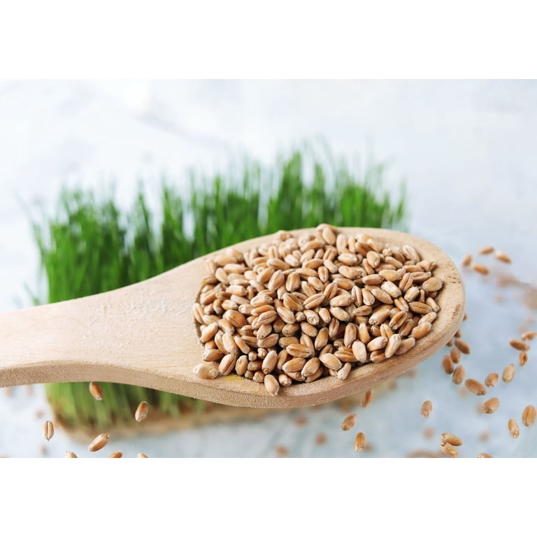 Food To Live Organic KAMUT Khorasan Wheat Berries, 10 Lbs – 100% Whole Grain, Non-GMO, Sproutable For Wheatgrass, Bulk Pantry Staple