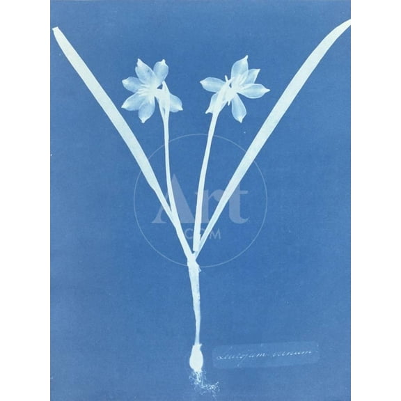 Leucojam Varium by Anna Atkins and Anne Dixon, Unframed Photographic Print Wall Art Sold by Art.Com