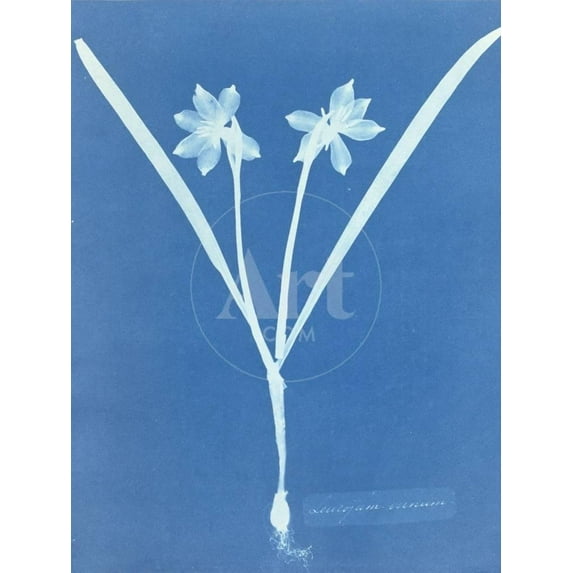 Leucojam Varium by Anna Atkins and Anne Dixon, Unframed Photographic Print Wall Art Sold by Art.Com