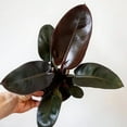 thumbnail image 2 of Black Cardinal Philodendron - Live Plant in a 4 Inch Pot - Philodendron Erubescens - Extremely Rare and Beautiful Indoor Houseplant - A Rare Tropical Masterpiece, 2 of 5