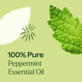 thumbnail image 5 of Plant Therapy Peppermint Essential Oil 10 mL (1/3 oz) 100% Pure, Undiluted, Natural Aromatherapy for Diffuser & Topical Use, Digestion, Respiratory, & Massage, Peppermint Oil for Skin & Hair, 5 of 9