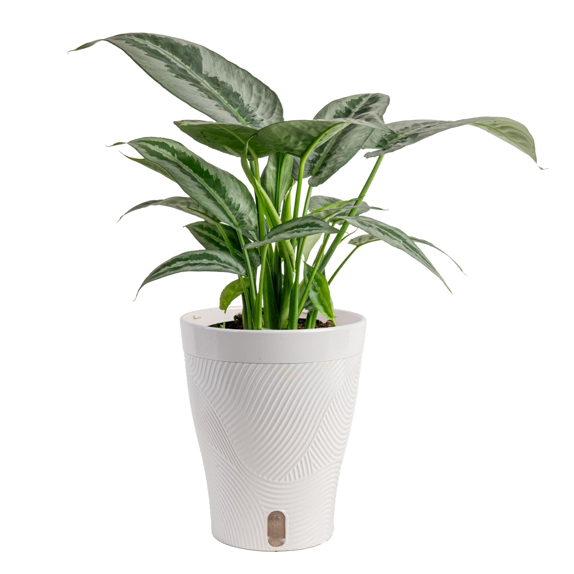 Costa Farms 12" Philodendron Birkin Live House Plants in 5" Self-Watering  Planter - Walmart.com
