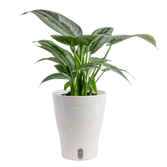 Costa Farms 16" Tall Schismatoglottis Silver Indukan Live House Plants in 5" Self-Watering Pot
