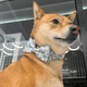 thumbnail image 4 of Abastado Cómodo collar para perros con lazo ajustable suave pajarita collar para perros,, 4 of 6