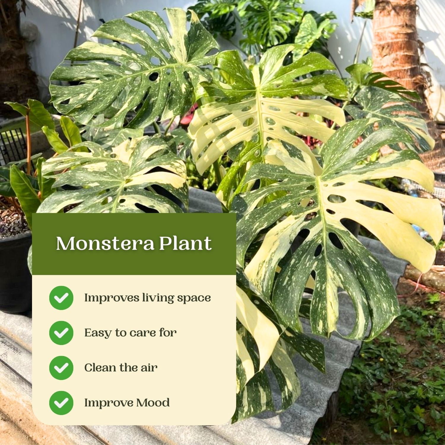 Variegate Monstera Live Indoor Plant, Variegated Tropical Houseplant, 4-6 Inch Monstera for Garden