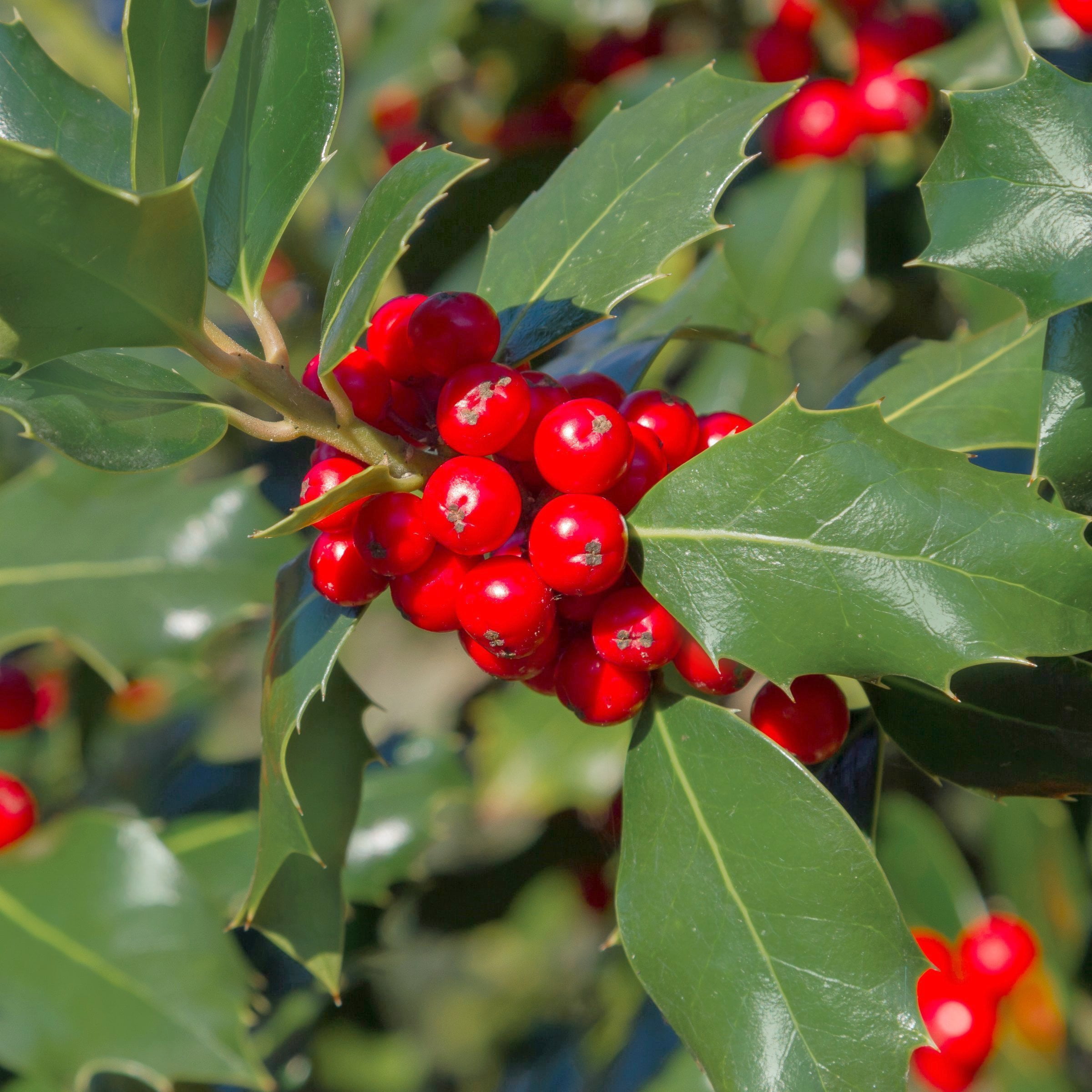 National Plant Network 3 gal.Ilex Savannah