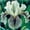 C, variant on Iris for Planting-(Non-Artificial)-Easy to Raise & Swift Sprouting, Elegant Mixed Color Blooms, Wonderful for Home Landscape, Reblooms Year After Year