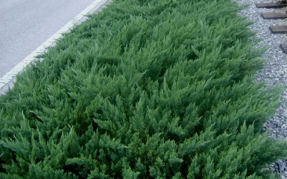 Blue Rug Juniper Creeping Evergreen Live Shrub in 1-Gallon Grower Pot