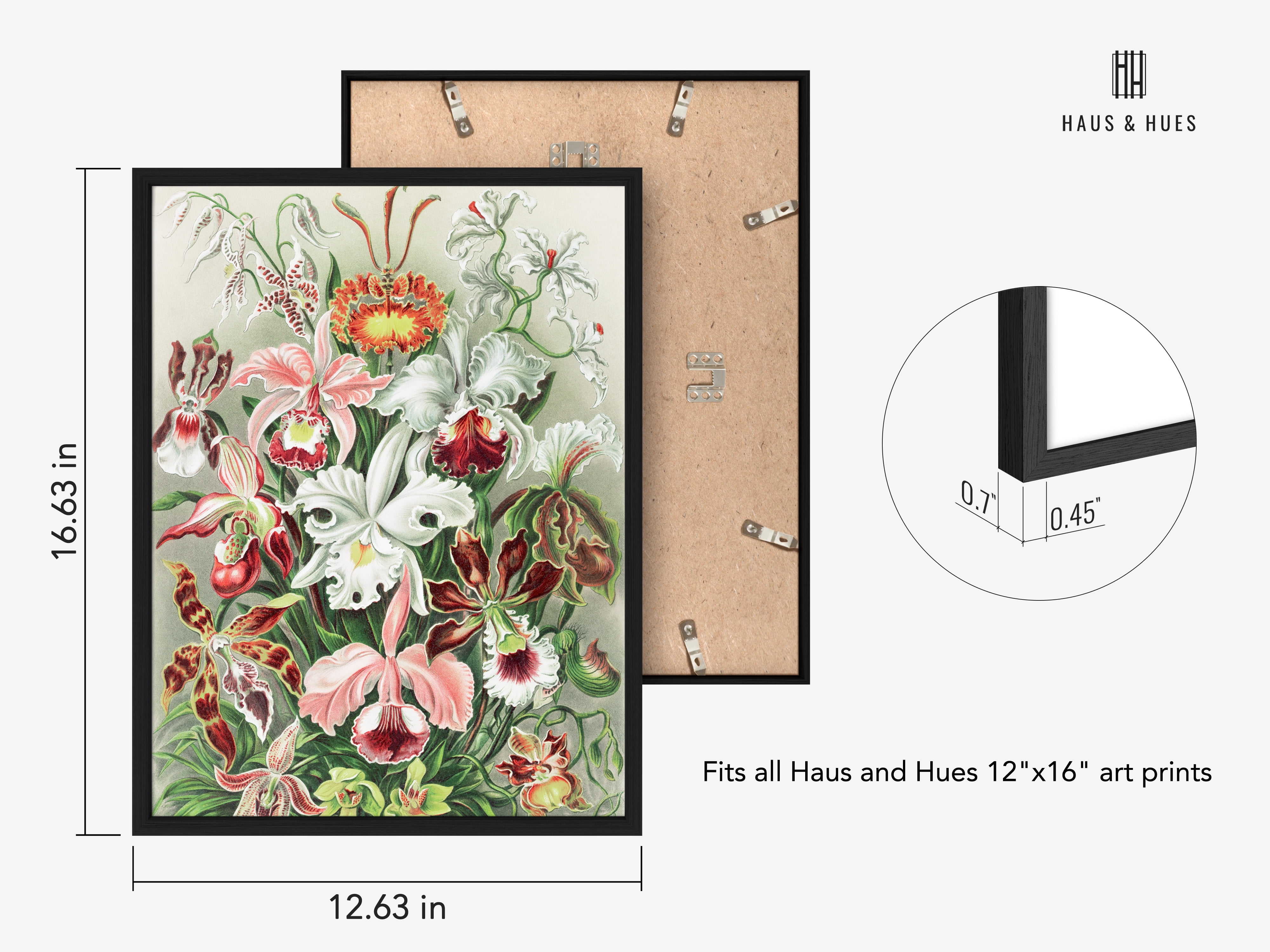 Haus and Hues Vintage Flower Poster & Botanical Wall Art - Haeckel Vintage Botanical  Prints Wall Art UNFRAMED 12\
