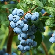 Blueberry, 1 Gallon Potted Plant (YUN3), Edible Fruit (Jersey Blueberry)
