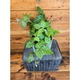 thumbnail image 2 of Cissus Grape Leaf Ivy, 6" Plant, The Plant Farm, 2 of 3