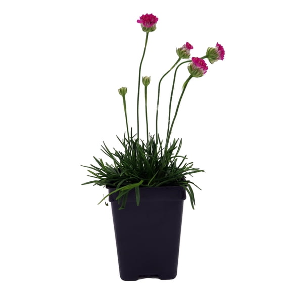 Morning Star Deep Rose Thrift - Armeria Maritima - 2.5" pot