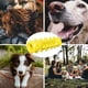 thumbnail image 5 of Juguetes para Masticar Meskcv para Perros Pequeños y Medianos Amarillo, 5 of 5