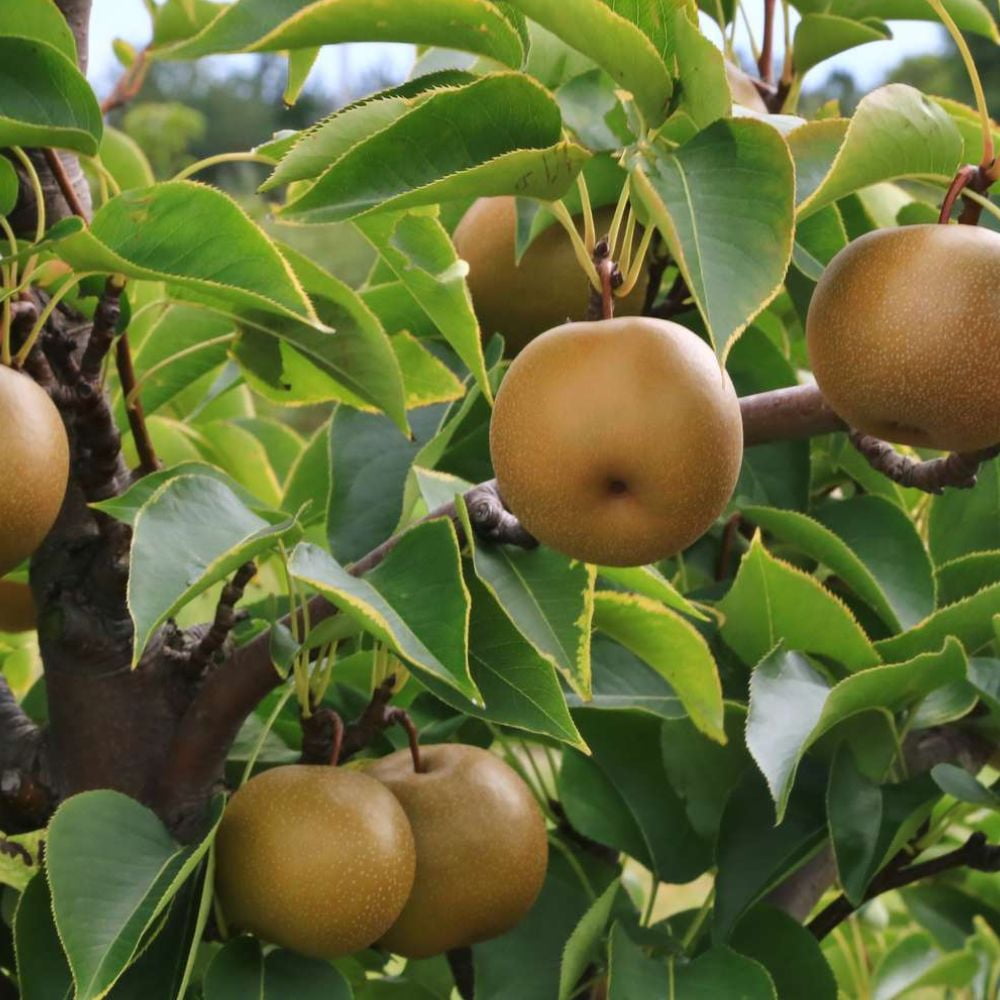 Expert Gardener 1- 1.5 ft tall Korean Giant Asian Pear Live Tree in 1-Gallon Grower Pot