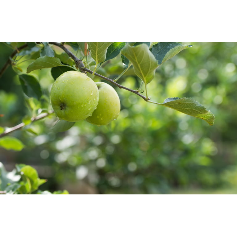 Granny Smith Apple Tree » Store » Tomorrow's Harvest by Burchell