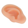 thumbnail image 2 of Modelo de oreja, modelo de oreja simulada profesional, herramienta de enseñanza de oreja, modelo de acupuntura de oreja, grado profesional, 2 of 5