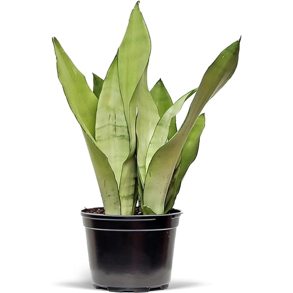 Live Snake Plant, Sansevieria Moonshine, Indoor Potted Plant, Housewarming Gift, Fully Rooted Houseplant, Office Gift, Birthday Gift, Plant Mom Dad Gift, Thank You Gift in 6" Pot