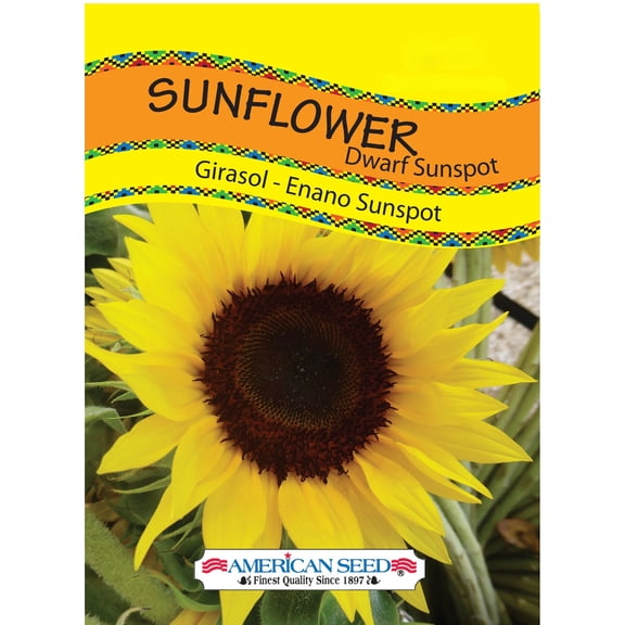 American Seed 350MG Sunflower Dwarf Sunspot Annual Flower, Full Sun