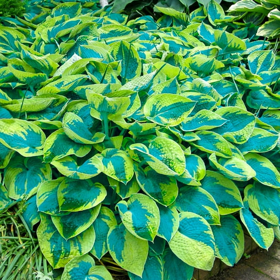 Tokudama Flavocircinalis Hosta Dormant Bare Root Shade Loving Perennial Plants, 3-Pack