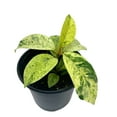 thumbnail image 3 of Ficus Moonshine Shivereana, 4 inch, Variegated Rubberplant, Splash Rubber Plant, 3 of 9
