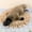 Grey, variant on Grey Gray Plush Duckbill Platypus Stuffed Animal Toy Cute Simulation Doll For Kids Fluffy Pillow Pet
