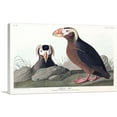 thumbnail image 1 of ARTCANVAS Tufted Auk Canvas Art Print by John James Audubon - Size: 12" x 8" (0.75" Deep), 1 of 9