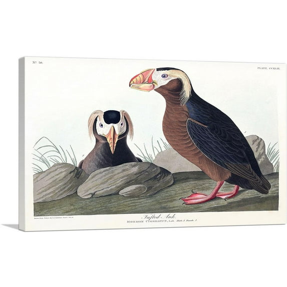 ARTCANVAS Tufted Auk Canvas Art Print by John James Audubon - Size: 12" x 8" (0.75" Deep)