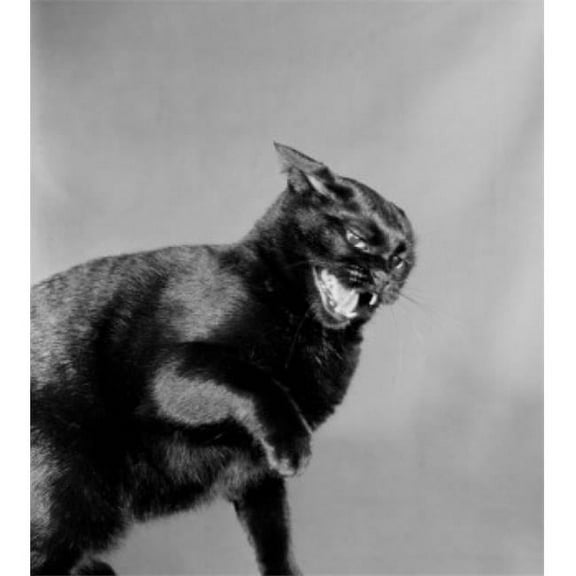 Posterazzi SAL255422083 Black Cat Poster Print - 18 x 24 in.