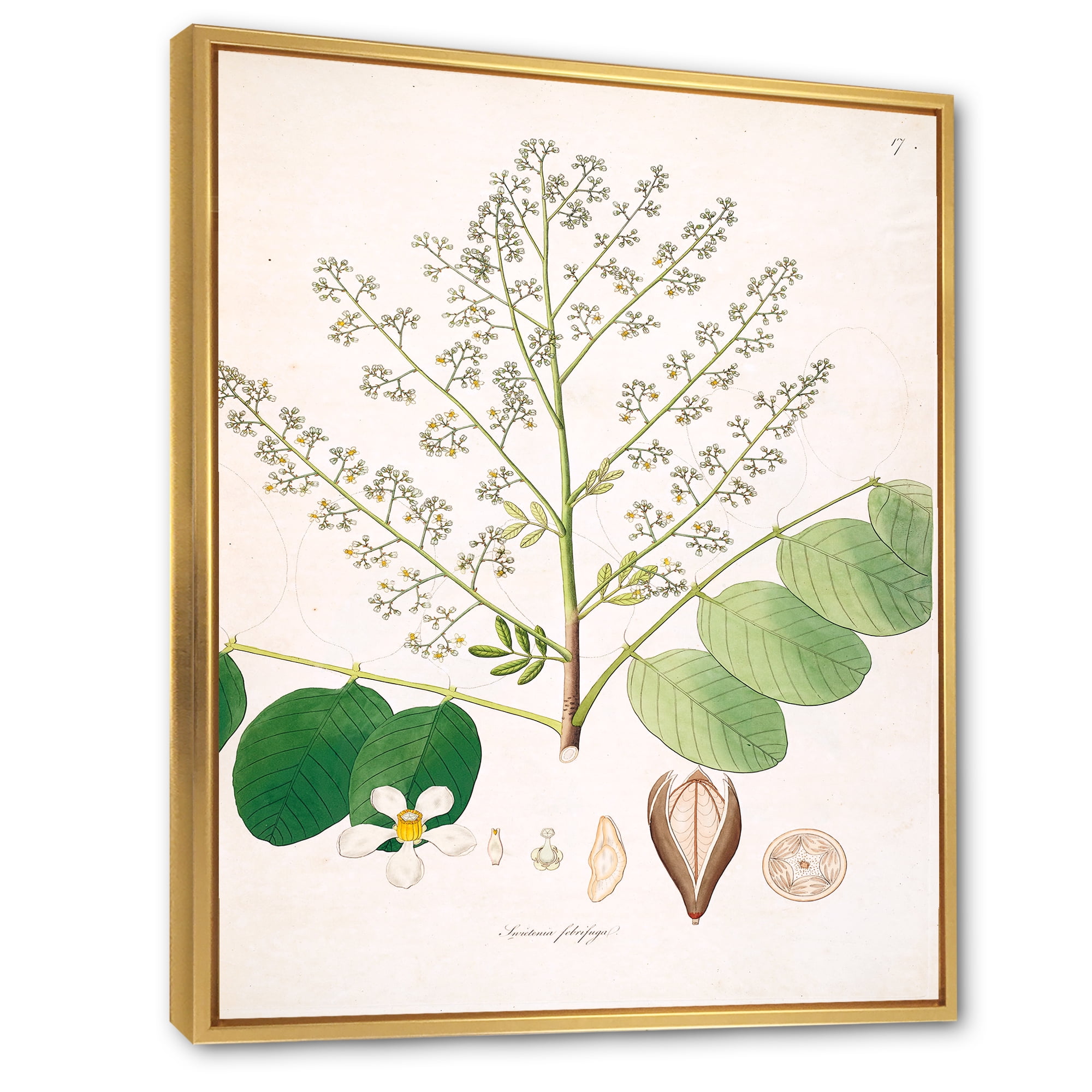 Ancient Botanicals XVI 16 in x 32 in Framed Painting Canvas Art Print, by Designart