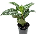 thumbnail image 4 of Live Aphelandra, Zebra Plant, Fully Rooted Houseplant, Indoor Air Purifier, Christmas Gift, Valentine's Gift, Office Gift for Co-Worker, Plant Lover Gift, Gardening Gift for Him in 4" Pot, 4 of 5