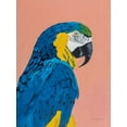 thumbnail image 2 of Munger, Pamela 12x14 Gold Ornate Wood Framed with Double Matting Museum Art Print Titled - Blue and Gold Macaw, 2 of 4