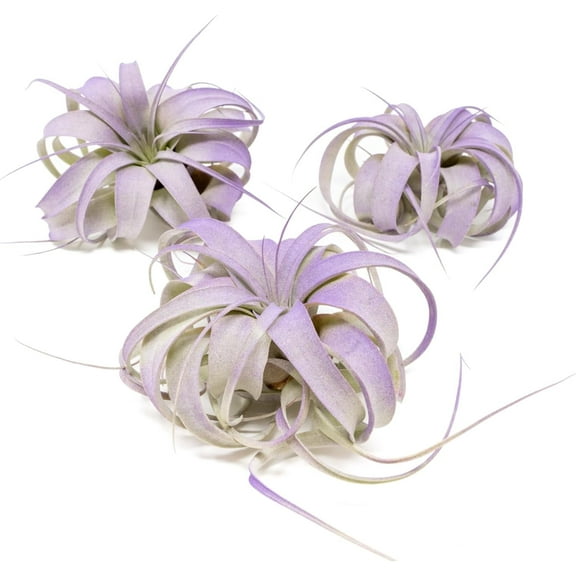 Purple Colorful Tillandsia Air Plants - Long Lasting Color Enhanced Live Tillandsia Succulent House Plants - Home and Garden Decor - Easy Care Indoor and Outdoor (Mini Xerographica, Pack of 3)