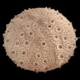 thumbnail image 3 of White Sea Urchin Coastal Accent Lamp 13 Inch, 3 of 4