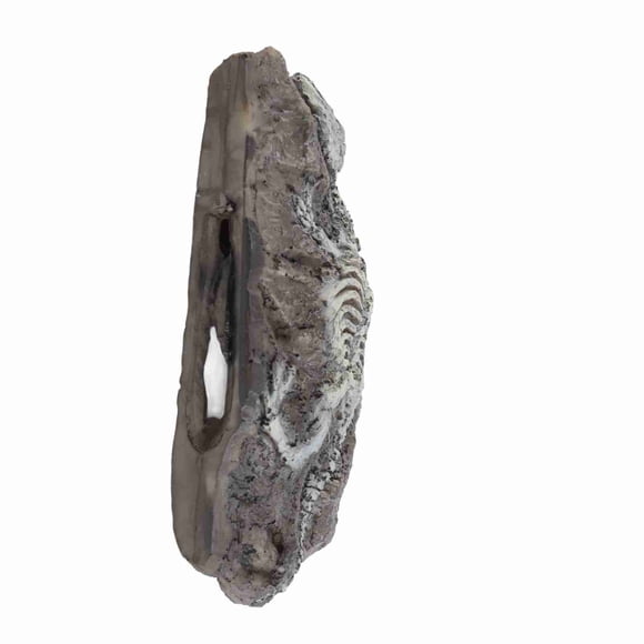 Adorno Fósil De Dinosaurio De Acuario, Resina Exquisita, Respetuosa Con El Medio Ambiente, Decoración Fósil De Dinosaurio De Reptil Vívido Para Paisaje Acuático