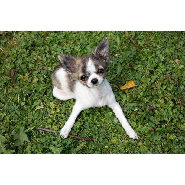 Chihuahua Young Play Puppy Chiwawa Baby Cute Dog Inch By 30 Inch Laminated Poster With Bright Colors And Vivid Imagery Fits Perfectly In Many Attractive Frames Walmart Com Walmart Com