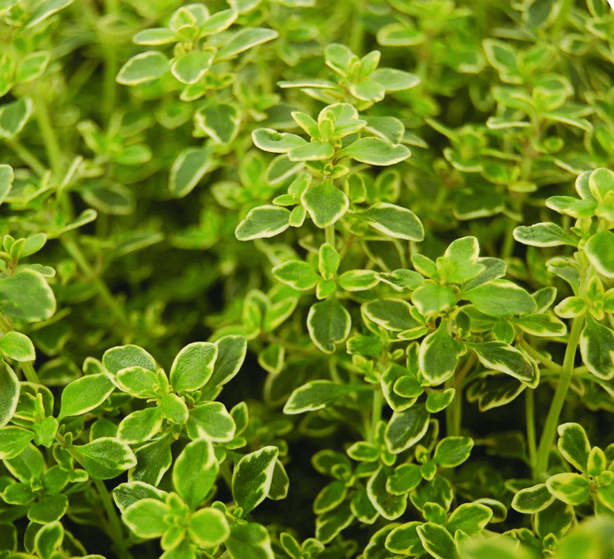 Set 2 Lemon Thyme Live Plants, Thyme Herb Plants, Perennial Herb Plants for Indoor Outdoor 4 to 6 Inc Tall