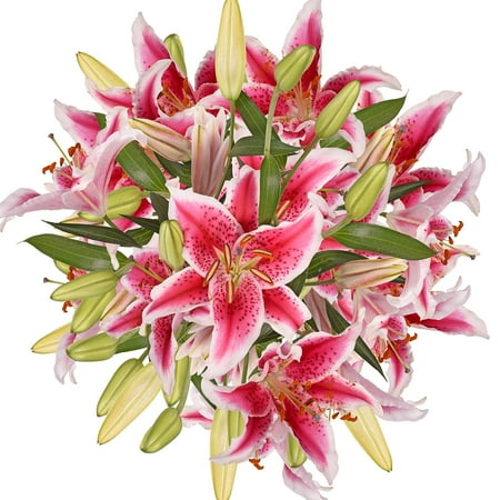 Natural Fresh Flowers - Hot Pink Oriental Lilies, 20 Stems