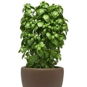 Everleaf Compact Container Basil Genovese Pesto Premium Seed Packet