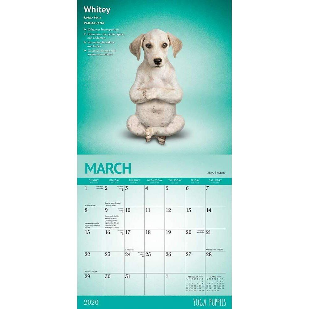 2020 Mini Wall Calendar Yoga Puppies Animals Humor Puppy, 7 x 7 inch Monthly View, 16Month