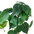 thumbnail image 5 of Manunclaims Simulated Plant Fine Workmanship Decorative Realistic Full of Vitality No Watering Decorate Rattan Leaves Long-lasting No Wither Imitation Plant for Office Use, 5 of 8