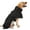 Black, variant on Dog Winter Cold Weather Coats - Cozy Waterproof Windproof Winter Dog Jacket, Thick Padded Warm Coat Reflective Vest Clothes