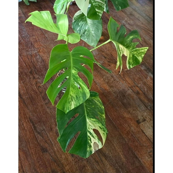 Rooted in moss - Monstera Aurea, 5-6 leaves Get Similar