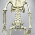 thumbnail image 5 of XGFHYJEH Halloween Decorations Decor, Halloween Skeleton Plastic Human Skull Pendant Foldable Decoration, 5 of 7