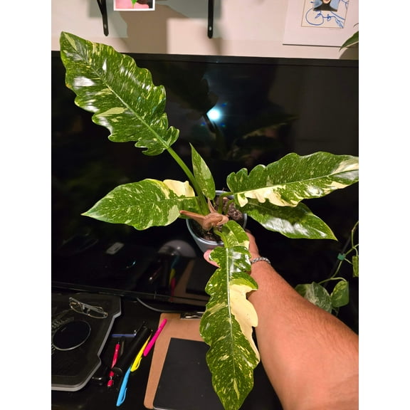 5 inch Pot, Exact plant - Philodendron 'Ring Of Fire', picture taken Sep 22, 2024