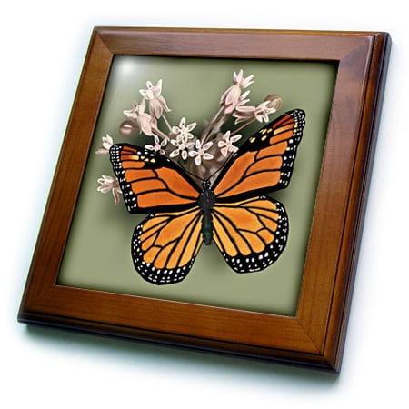 Personalized Framed Tile - 3dRose Monarch Butterfly and Pink Milkweed - Framed Tile, 6 by 6-inch