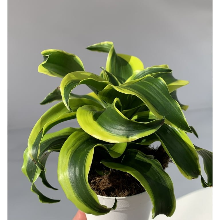 Dracaena Tornado Air Purifying House Plant - Walmart.com