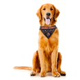 thumbnail image 4 of Cincinnati Bengals Dog Bandanna Size XS, 4 of 6