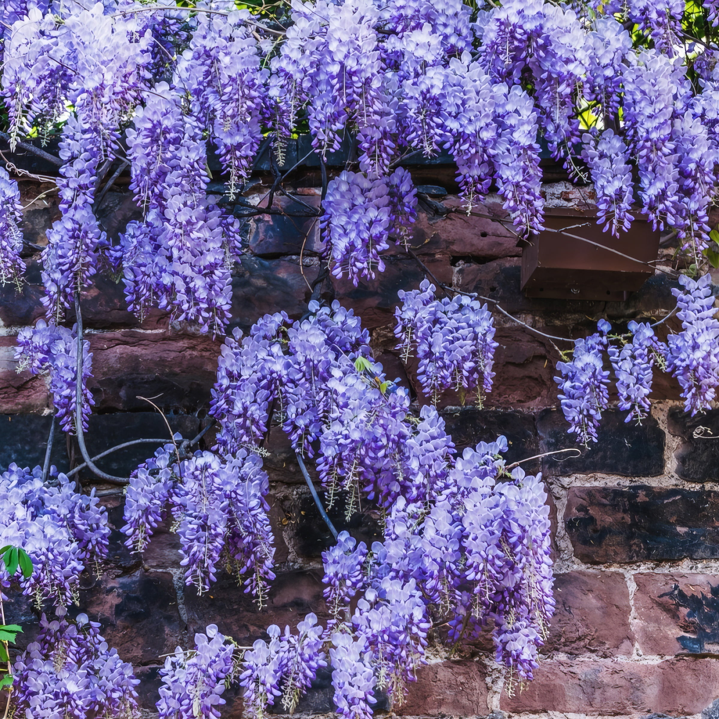 National Plant Network Live Perennial 1 gal Wisteria 'Blue' with Full Sunlight