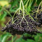 your choice of 1 live Elderberry Plant