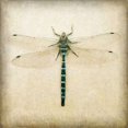 thumbnail image 2 of Dragonfly I Poster Print by Amy Melious (24 x 24), 2 of 2